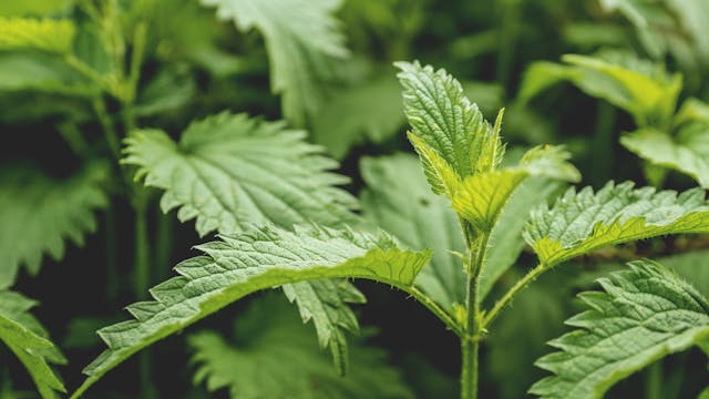 Stinging Nettles Uncovered