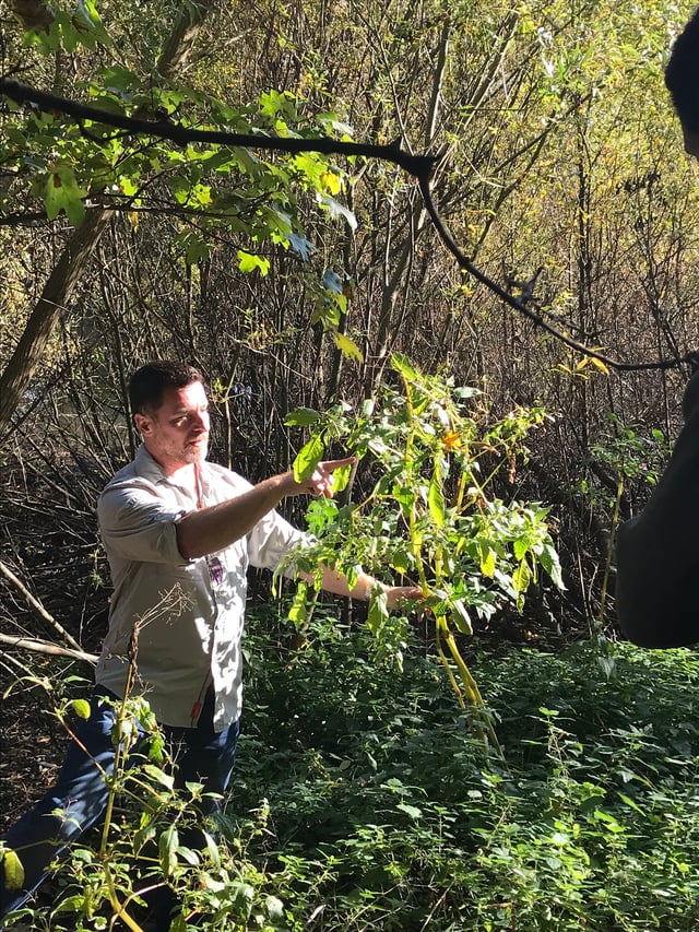 Foraging Walk