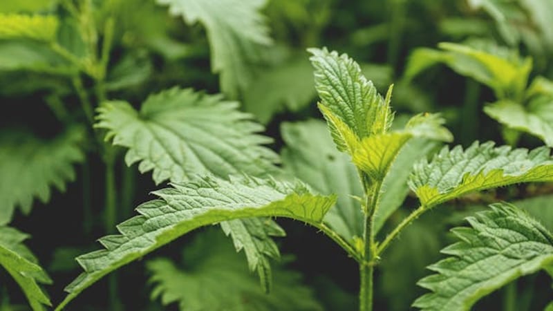 Stinging Nettles Uncovered