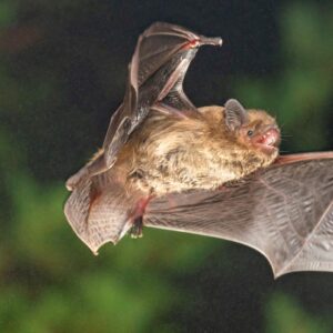 soprano-pipistrelle-bat-pipistrellus-pygmaeus-image