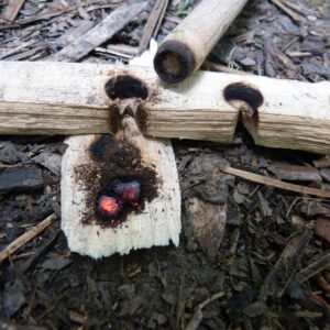 Hand Drill ember - Dave Watson