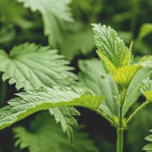 stinging nettle