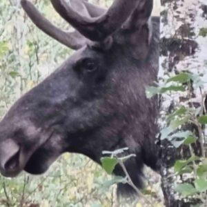 Right of bublic access sweden nature 6