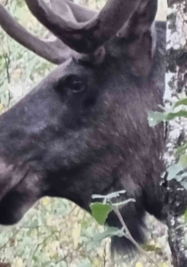 Right of bublic access sweden nature 6