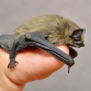 pipistrelle bat
