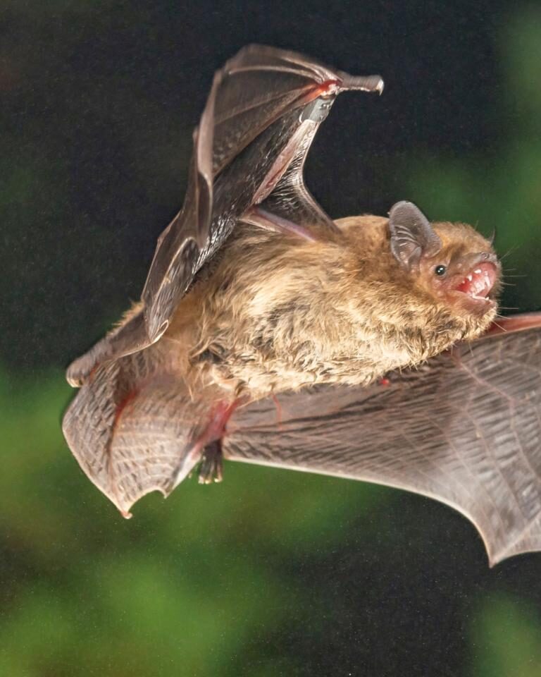 soprano-pipistrelle-bat-pipistrellus-pygmaeus-image